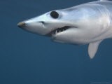 Mako Shark